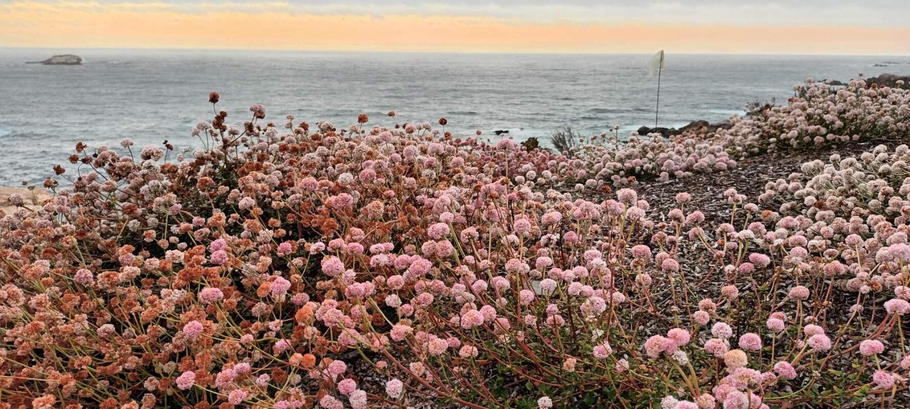 Eriogonum latifolium habit