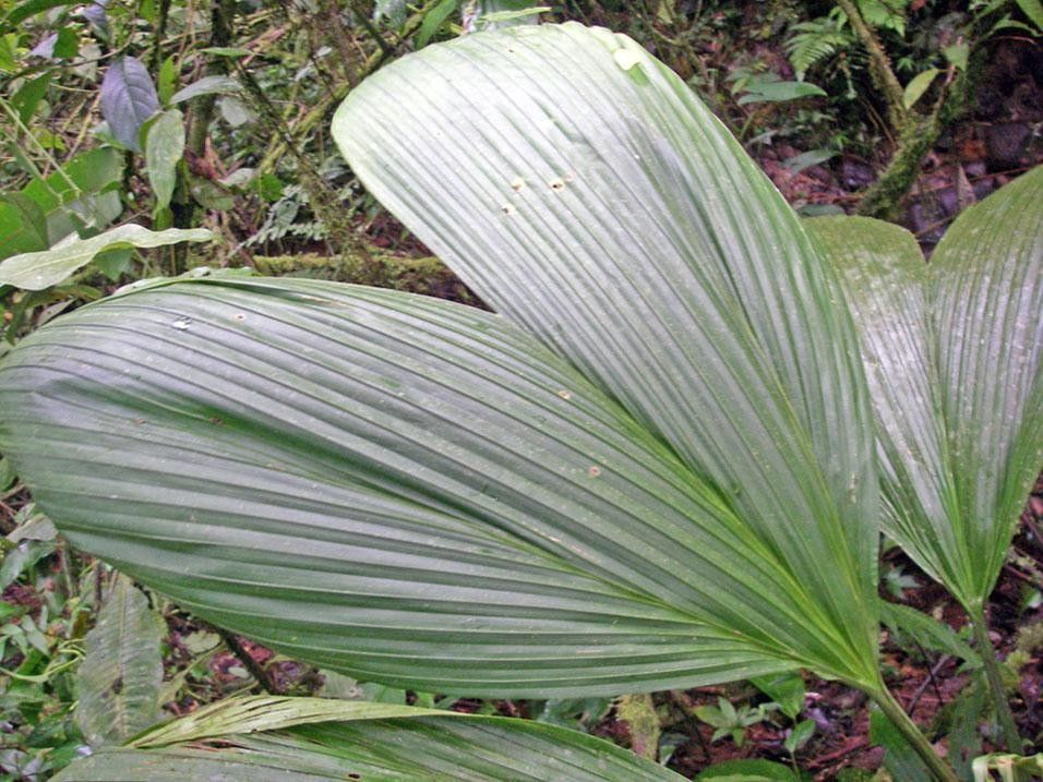 Asplundia ferruginea flower