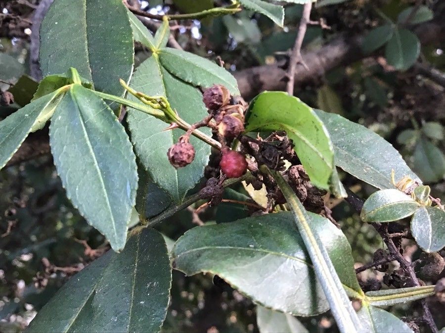 Zanthoxylum armatum fruit