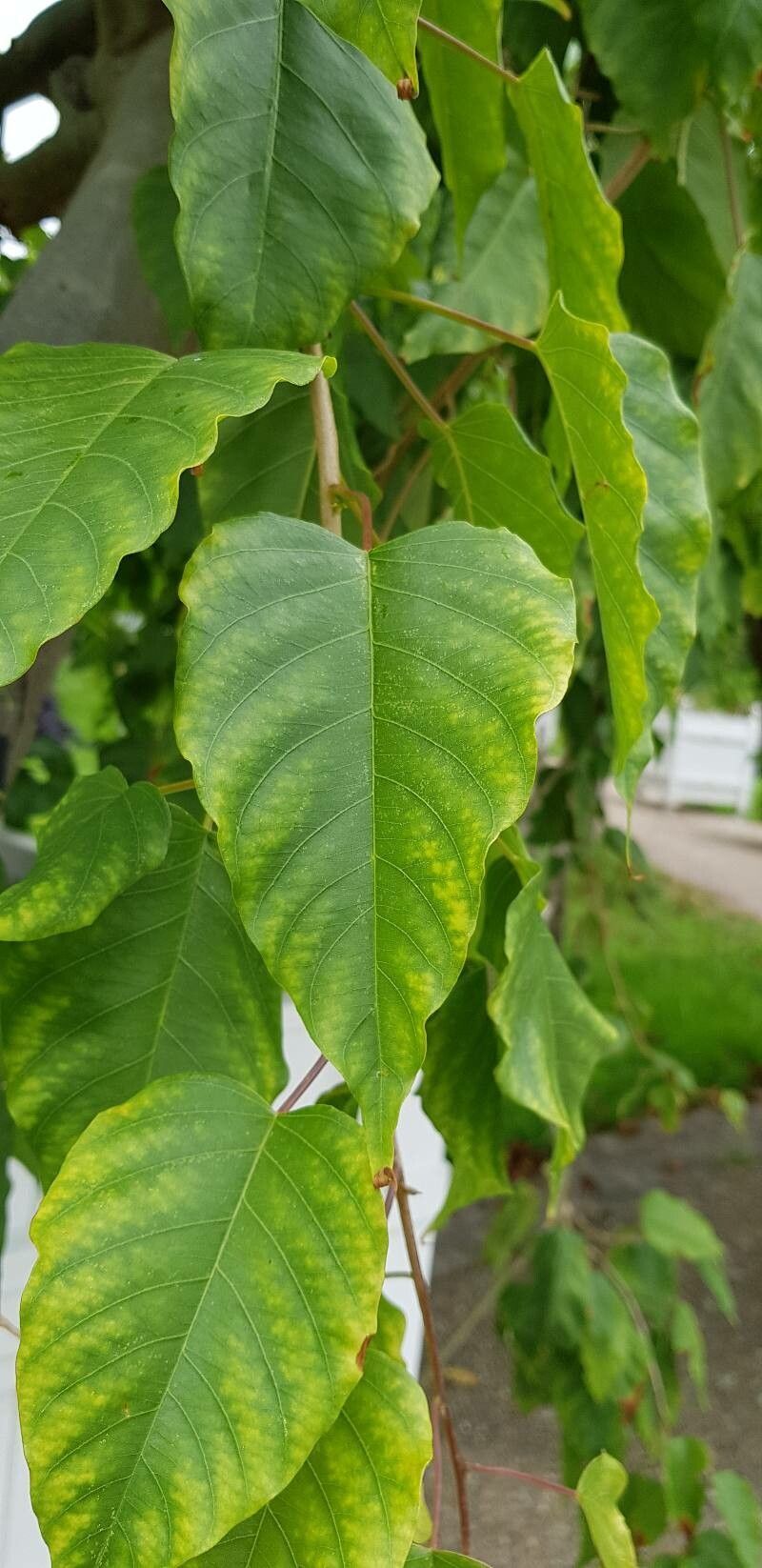 Ipomoea intrapilosa — houseplant care guide