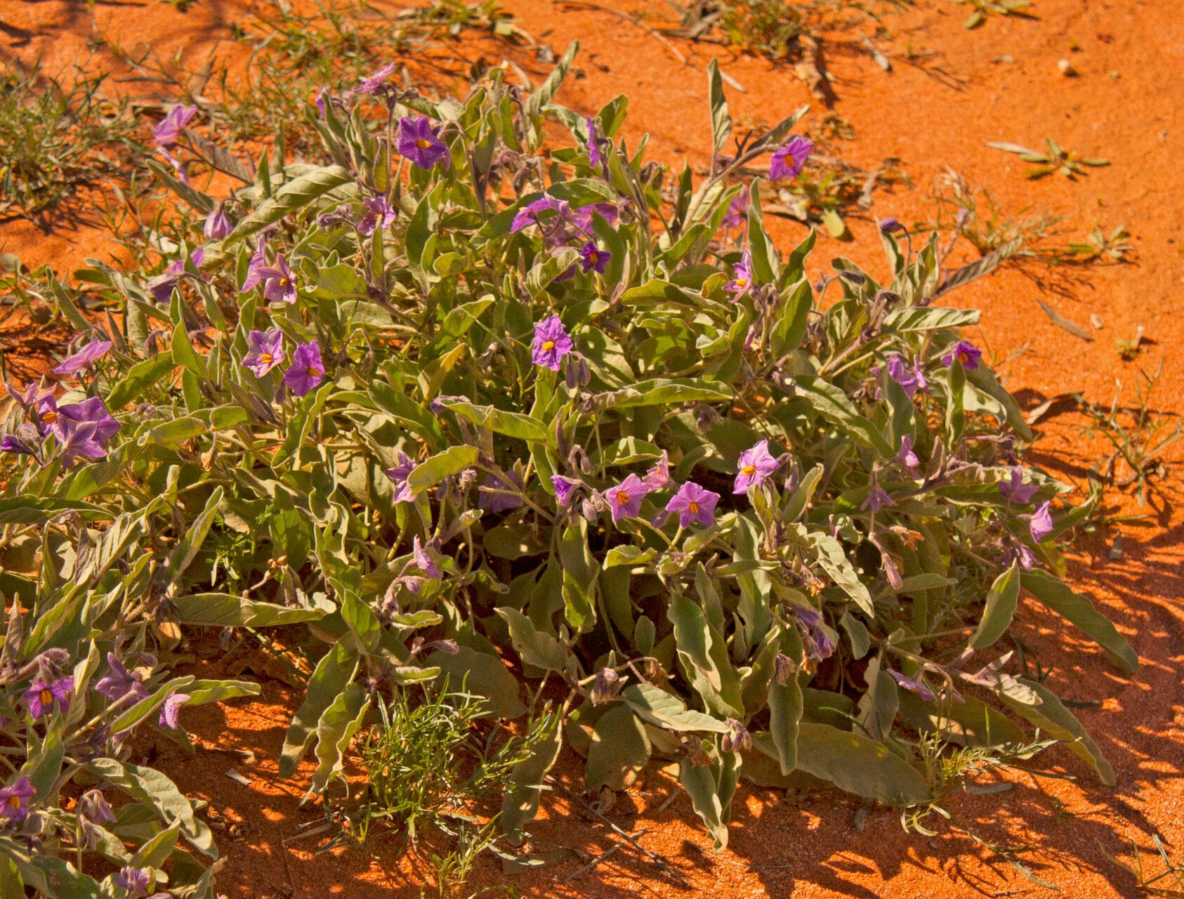 Solanum emmottii — houseplant care guide