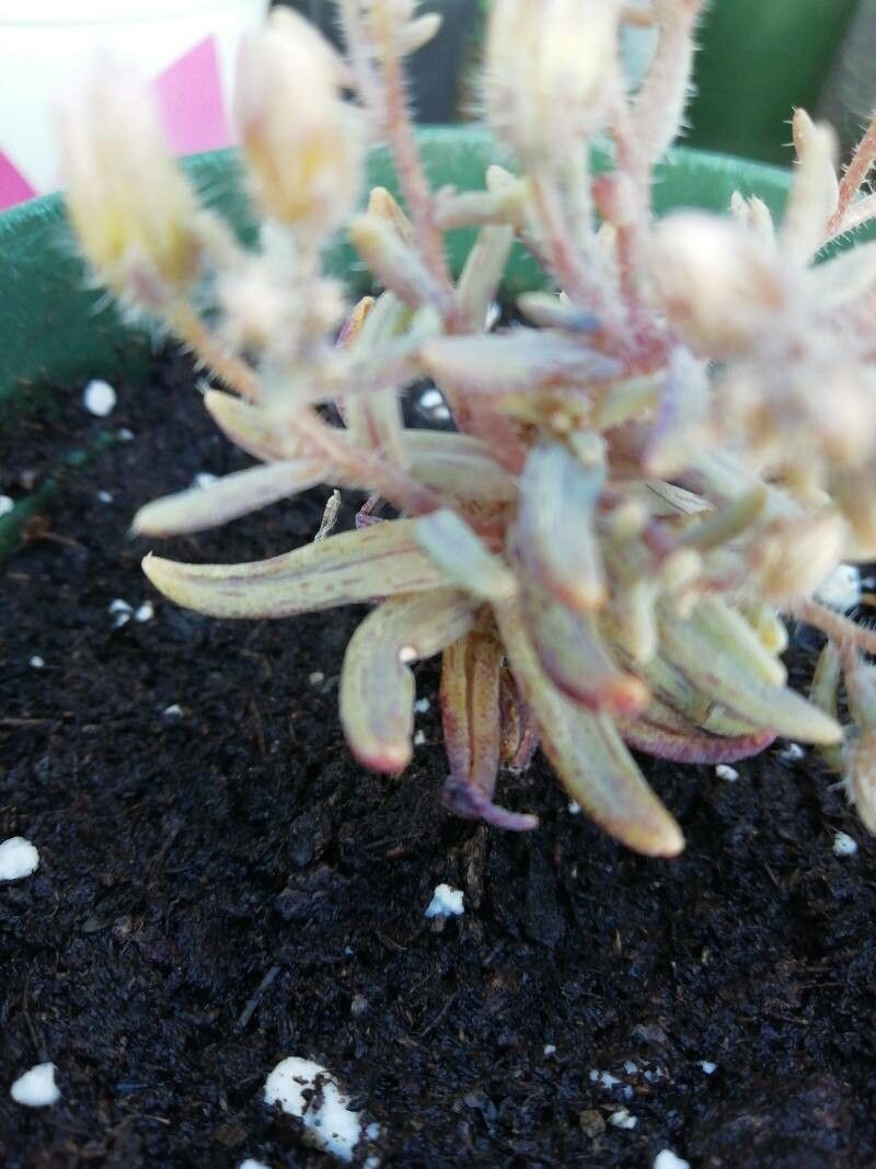 Sedum mucizonia — houseplant care guide