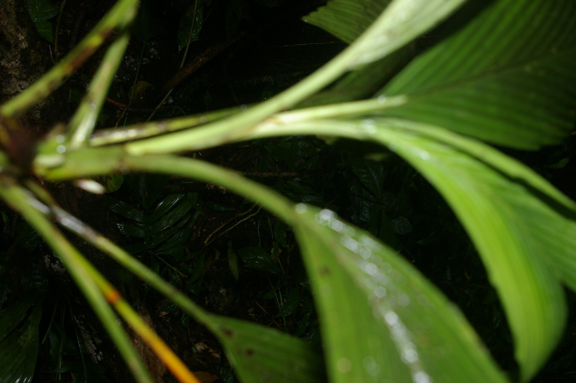 Chamaedorea pumila bark