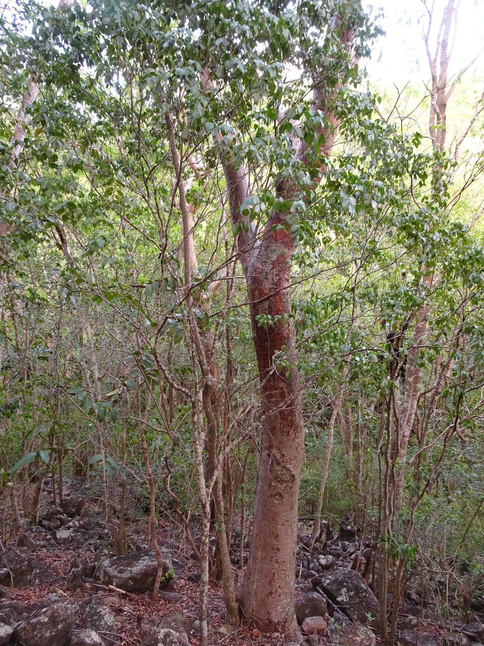 Amyris elemifera habit