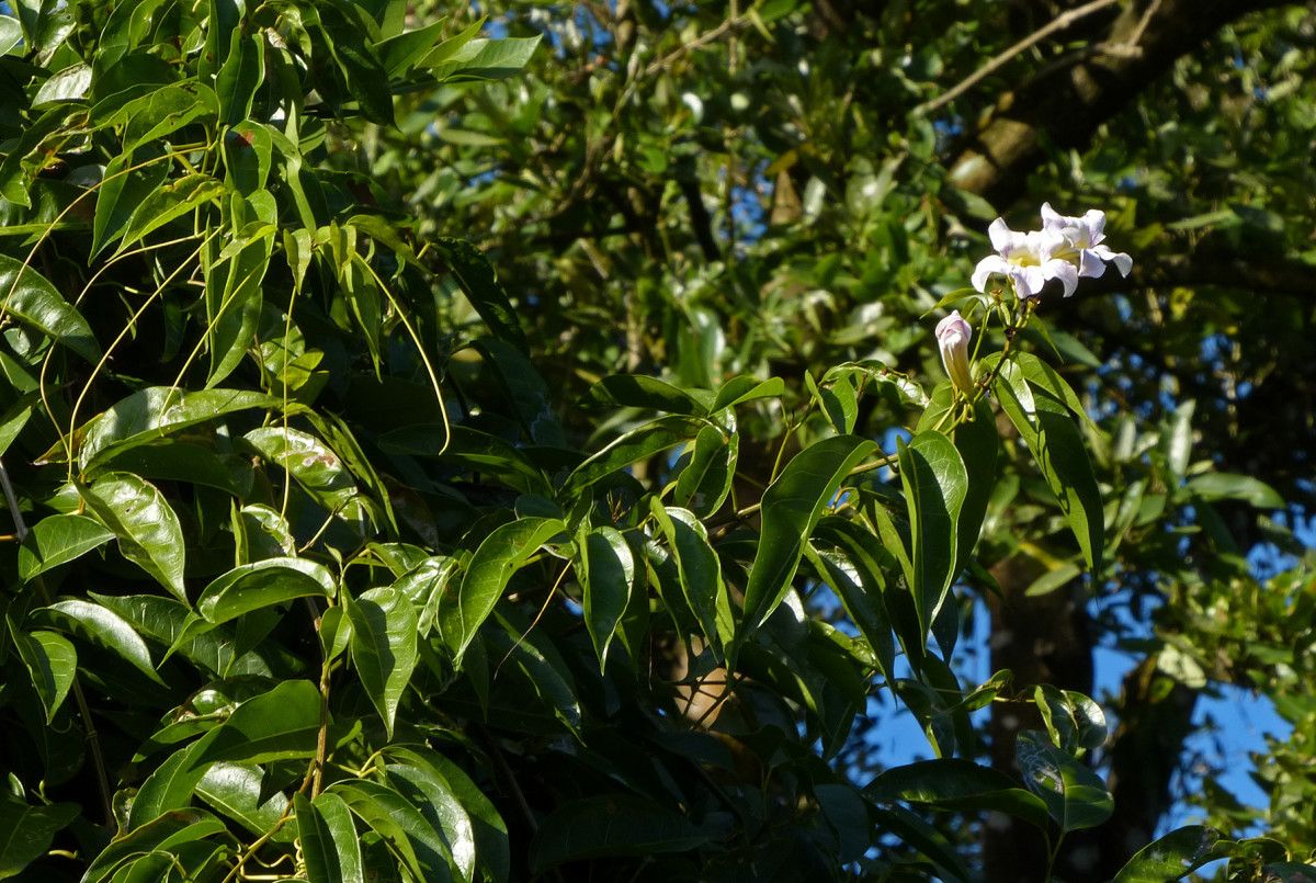 Bignonia aequinoctialis habit