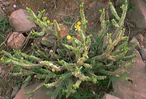 Monolluma quadrangula — related species from the same genus