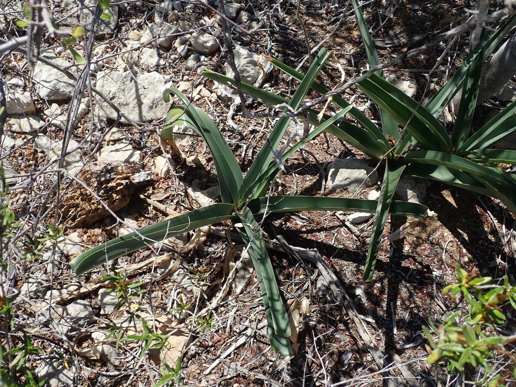Crinum xerophilum habit