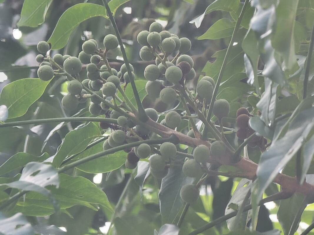 Trichilia hirta fruit