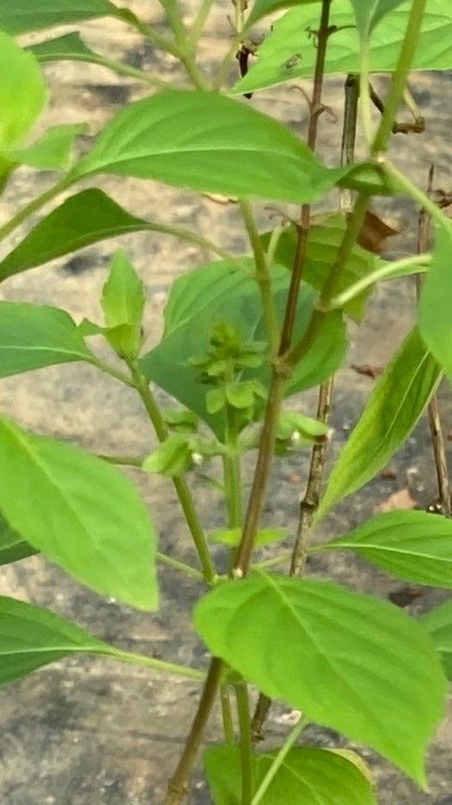 Ocimum campechianum leaf