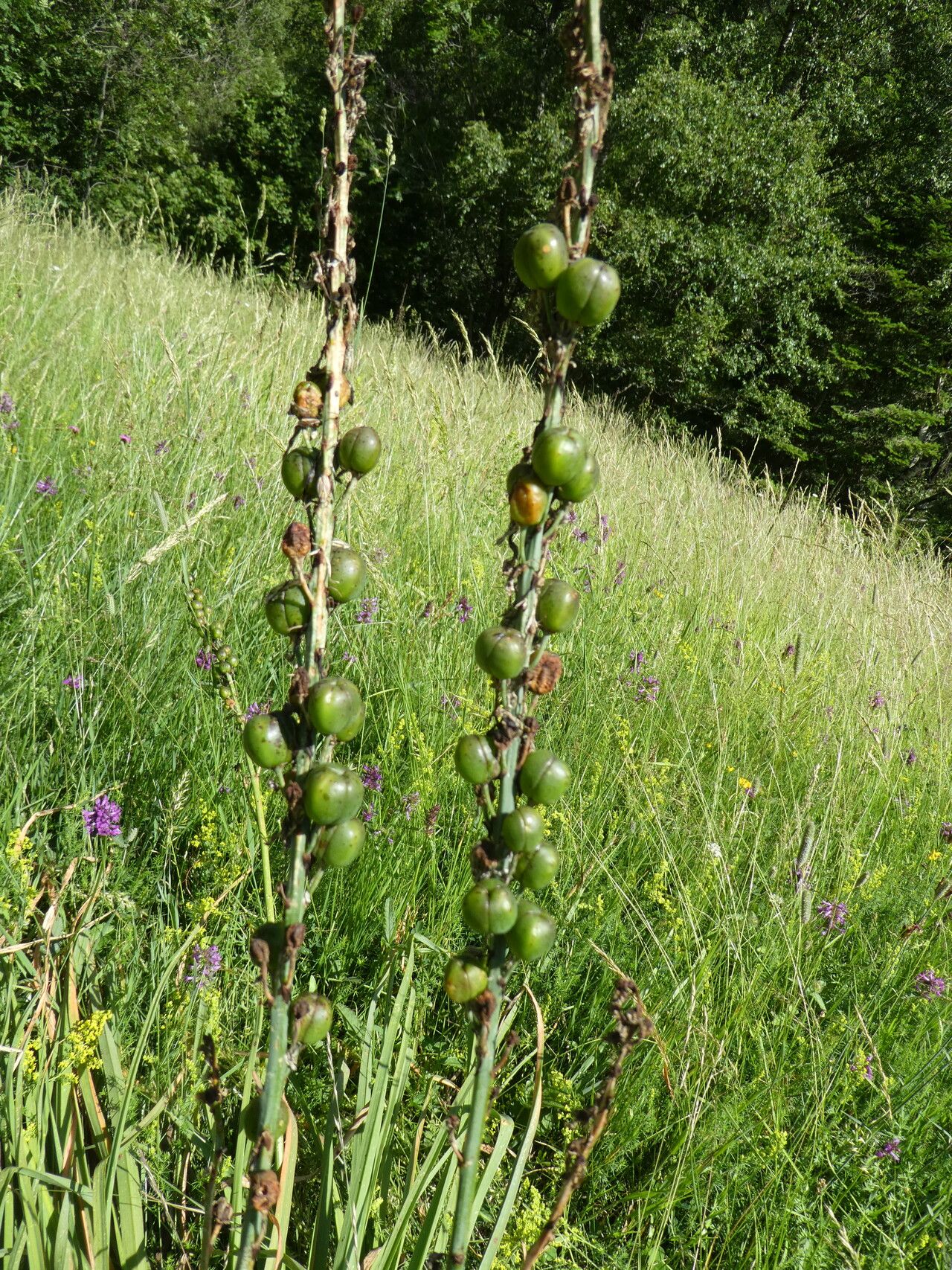 Asphodelus cerasifer fruit