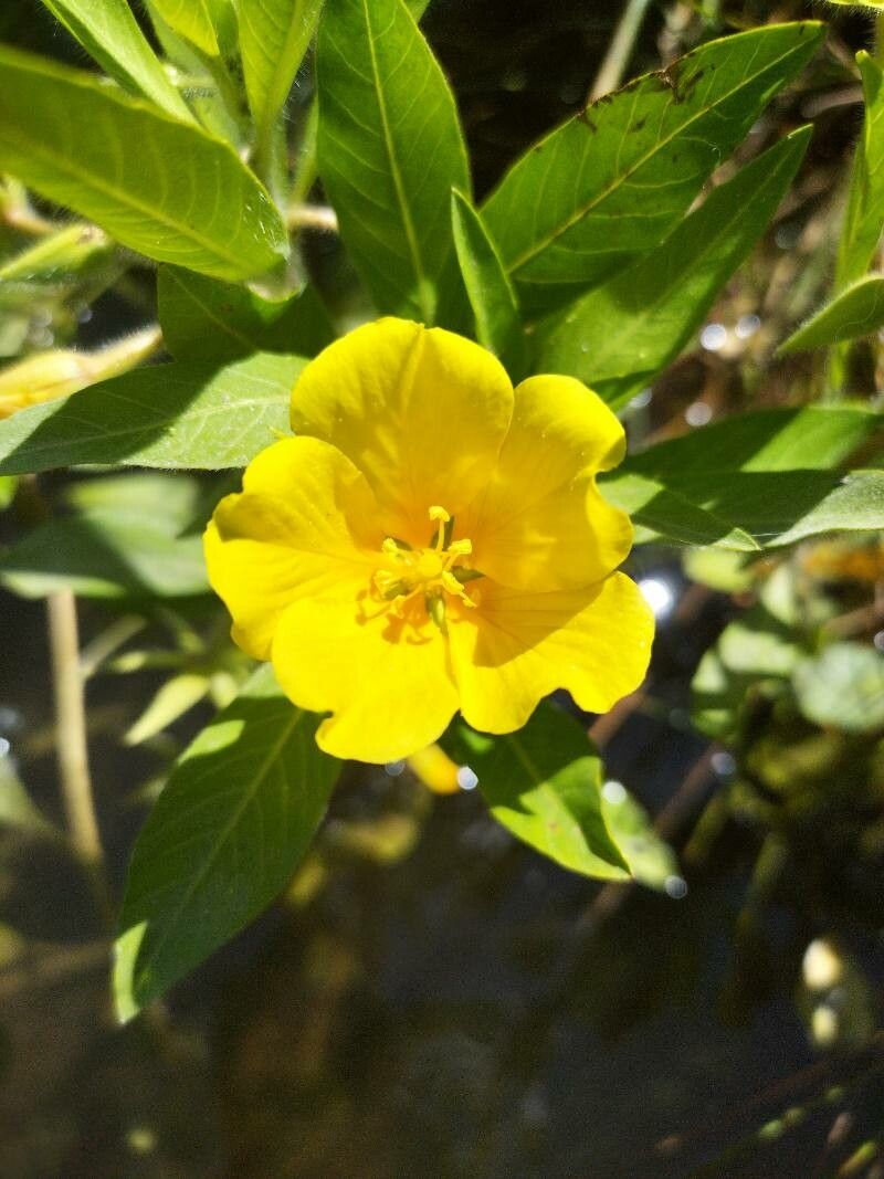 Ludwigia peploides flower