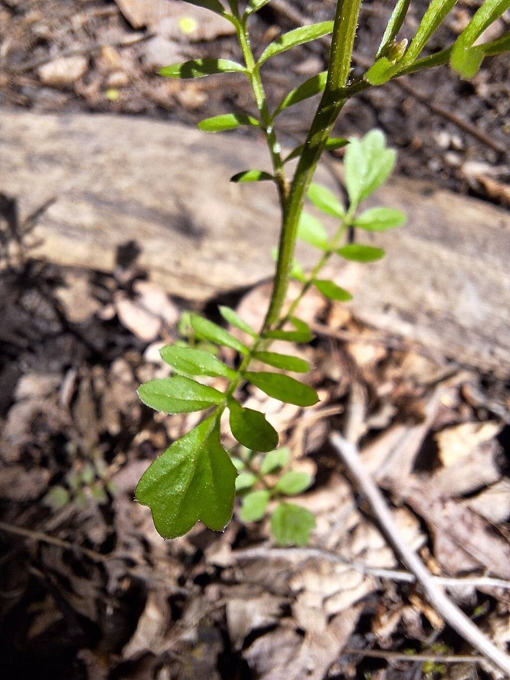 Cardamine pensylvanica — search result for 'Cardamine'