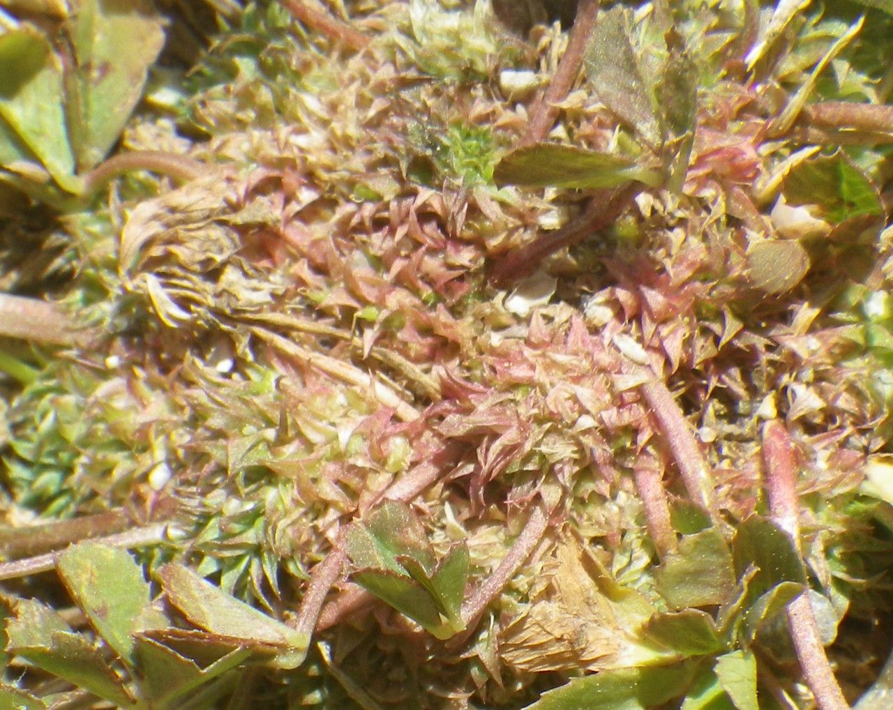 Trifolium suffocatum flower