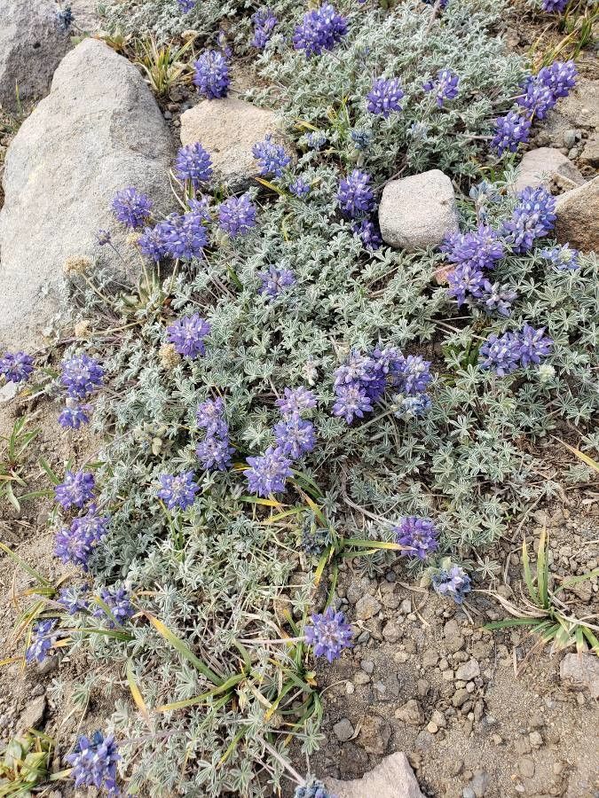 Lupinus sellulus flower