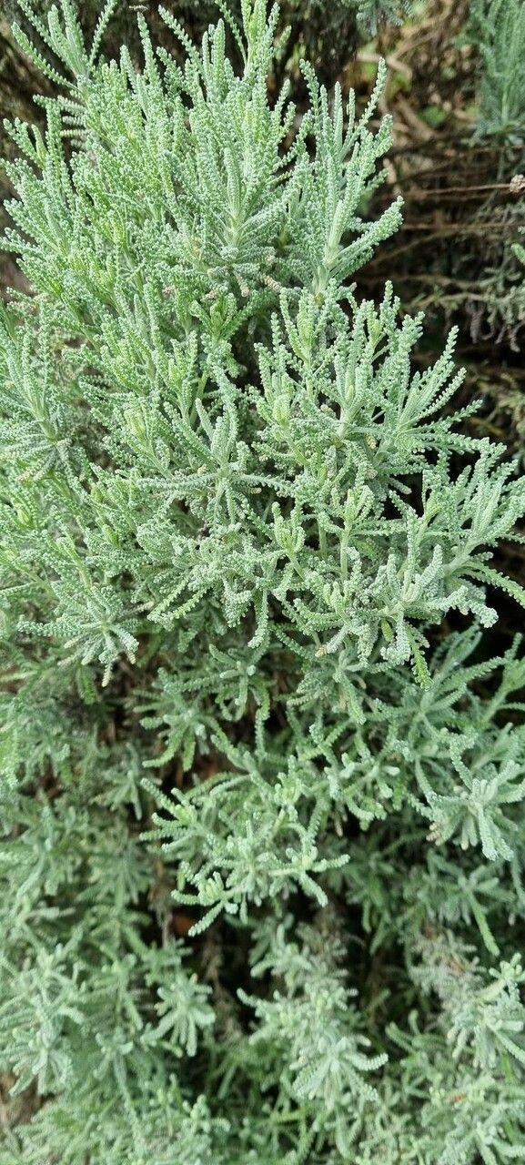 Santolina corsica — related species from the same genus