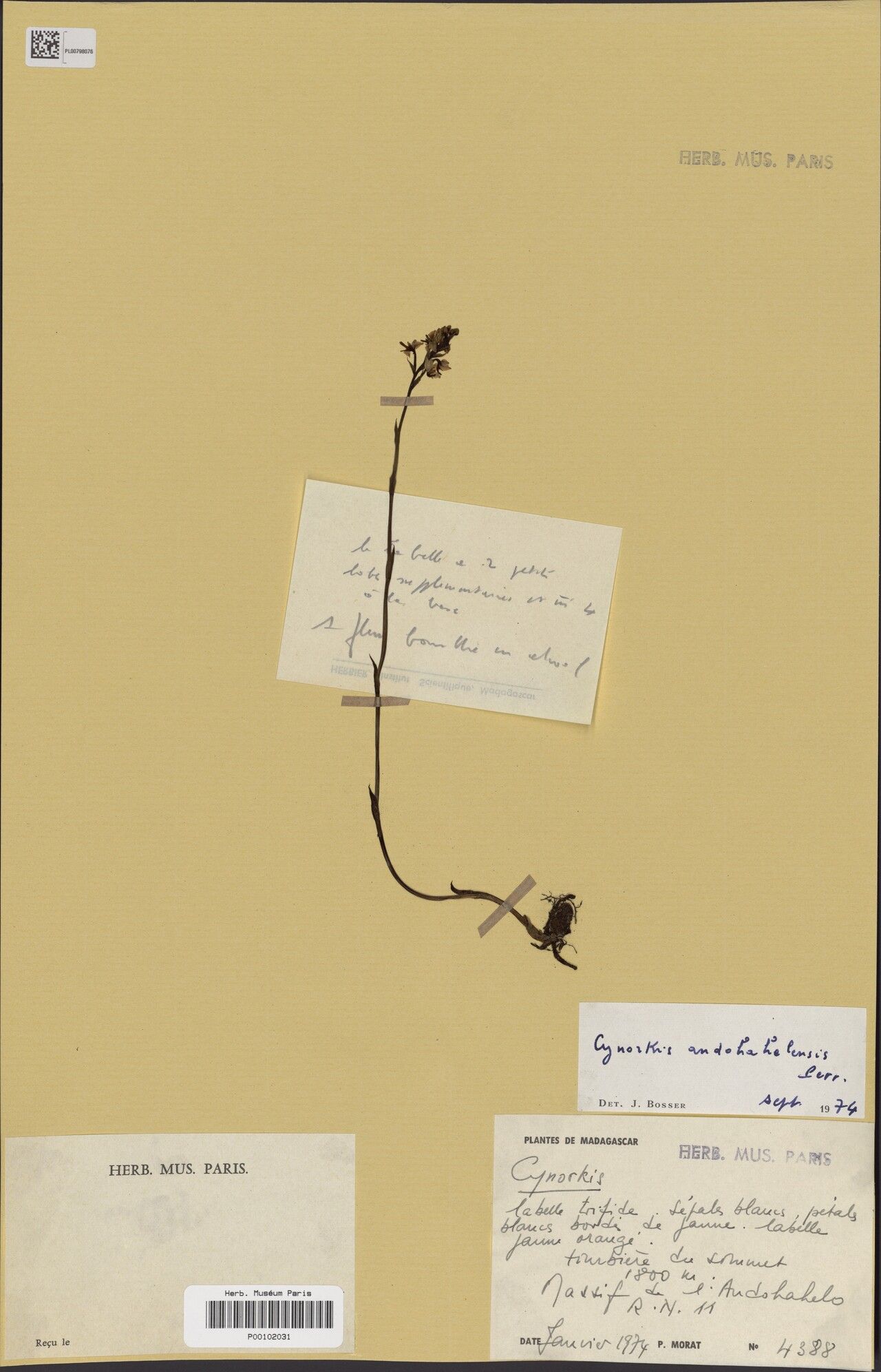 Cynorkis andohahelensis — related species from the same genus