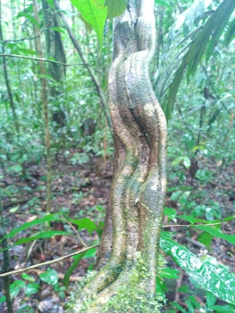Bauhinia guianensis bark
