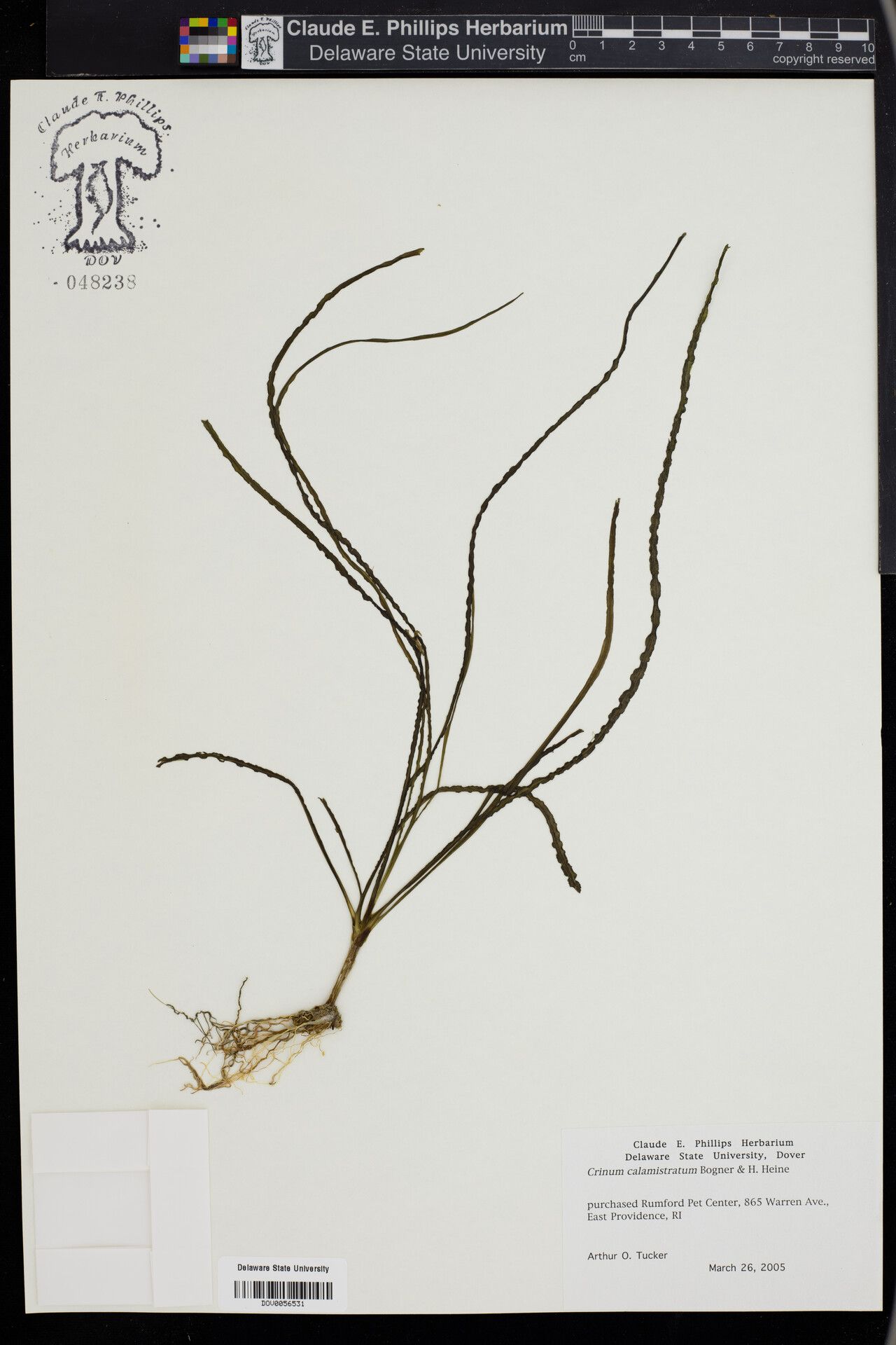 Crinum calamistratum other