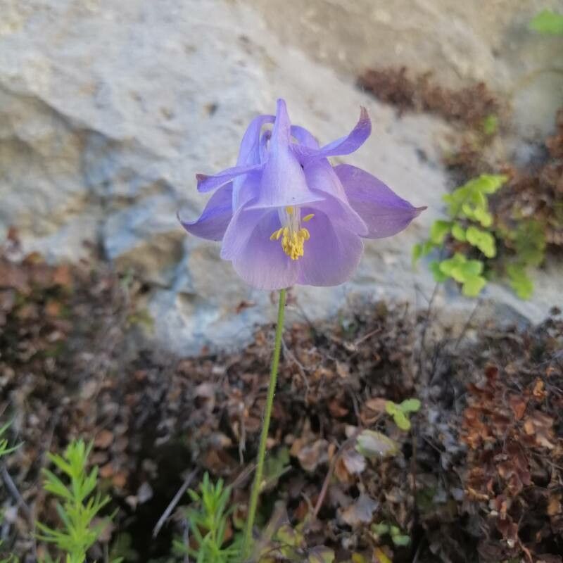 Aquilegia bertolonii flower