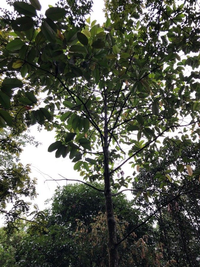 Dipterocarpus costulatus habit
