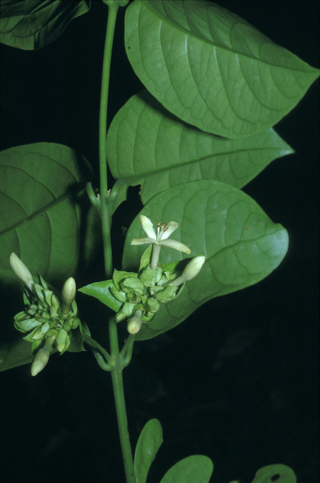 Aegiphila macrantha flower