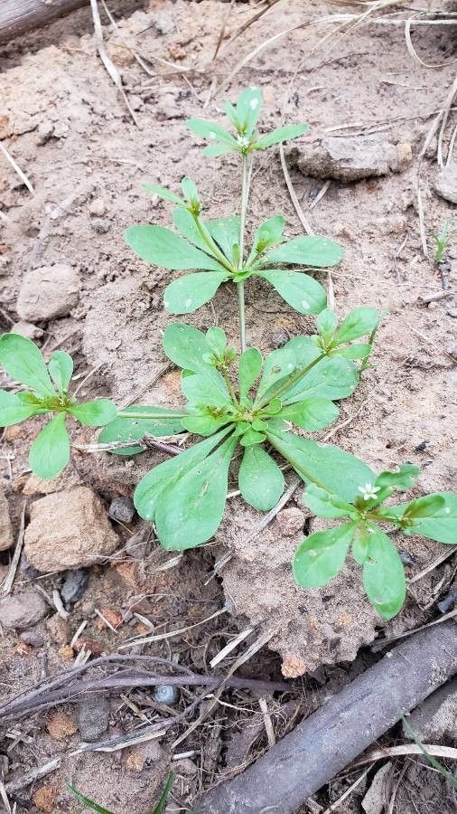 Mollugo nudicaulis habit