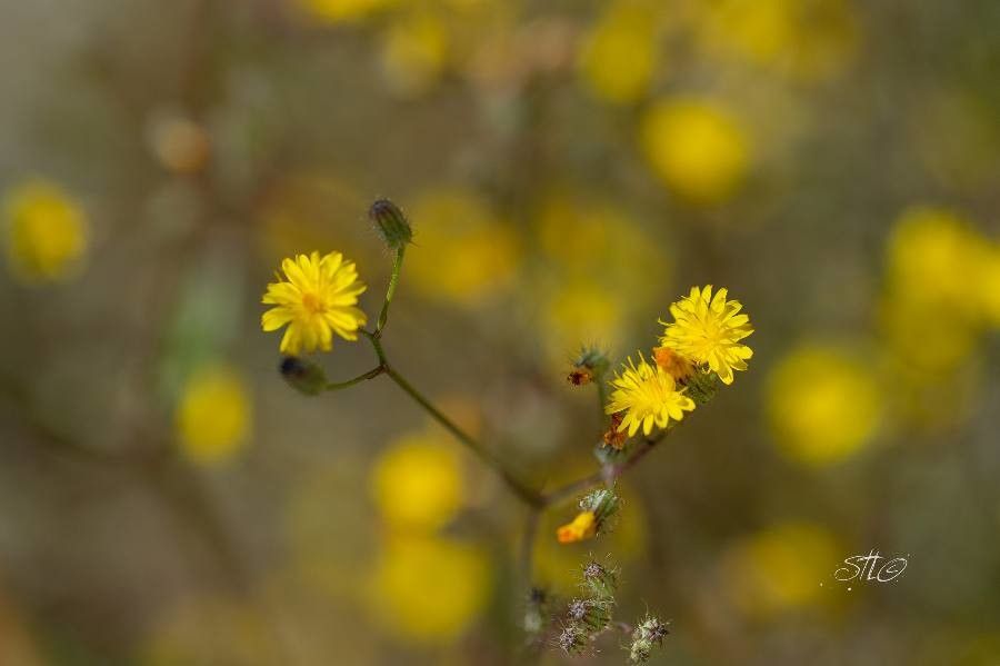 Crepis micrantha flower