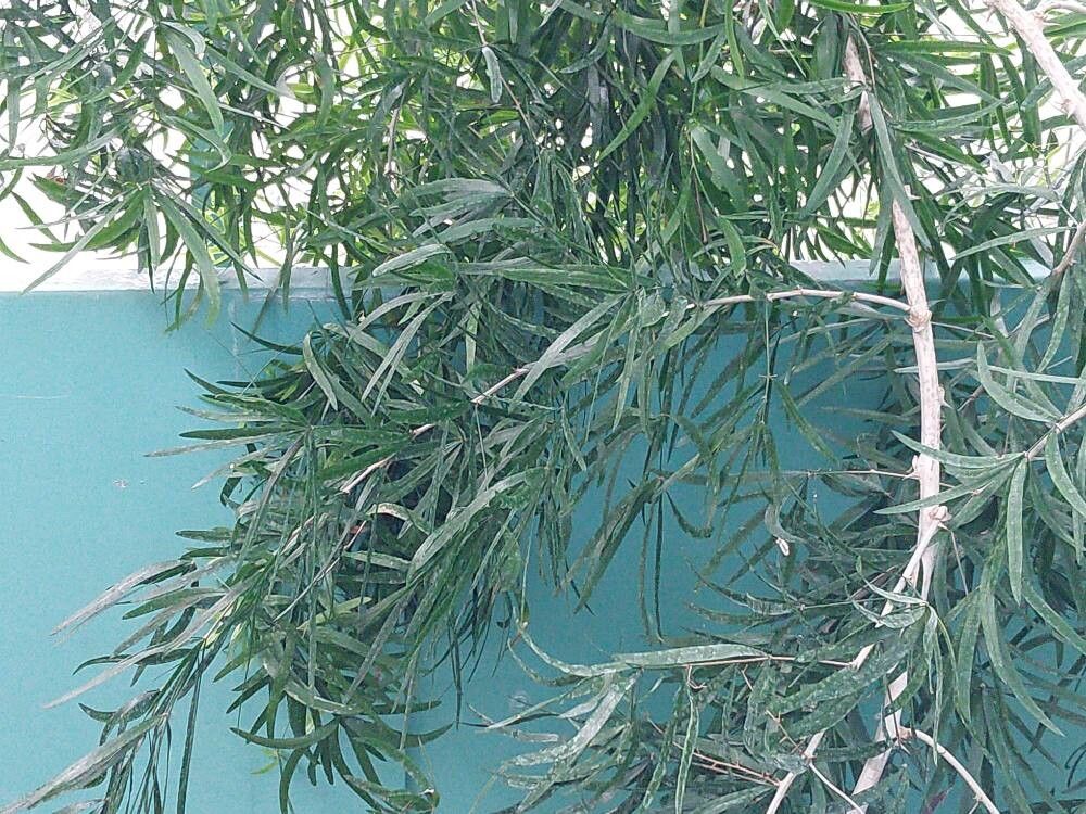 Asparagus pseudoscaber — houseplant care guide