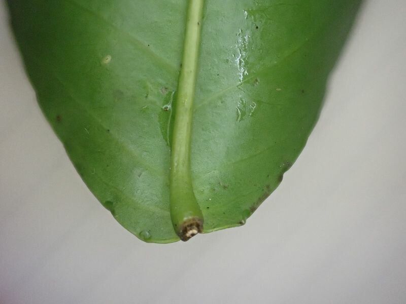 Shirakiopsis elliptica other