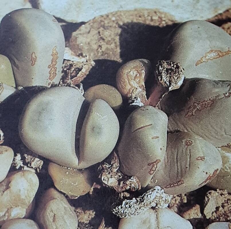 Lithops meyeri — search result for 'Lithops'