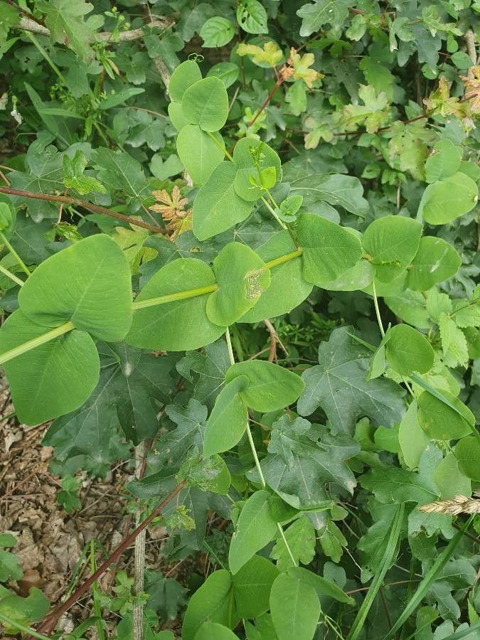 Vicia pisiformis leaf
