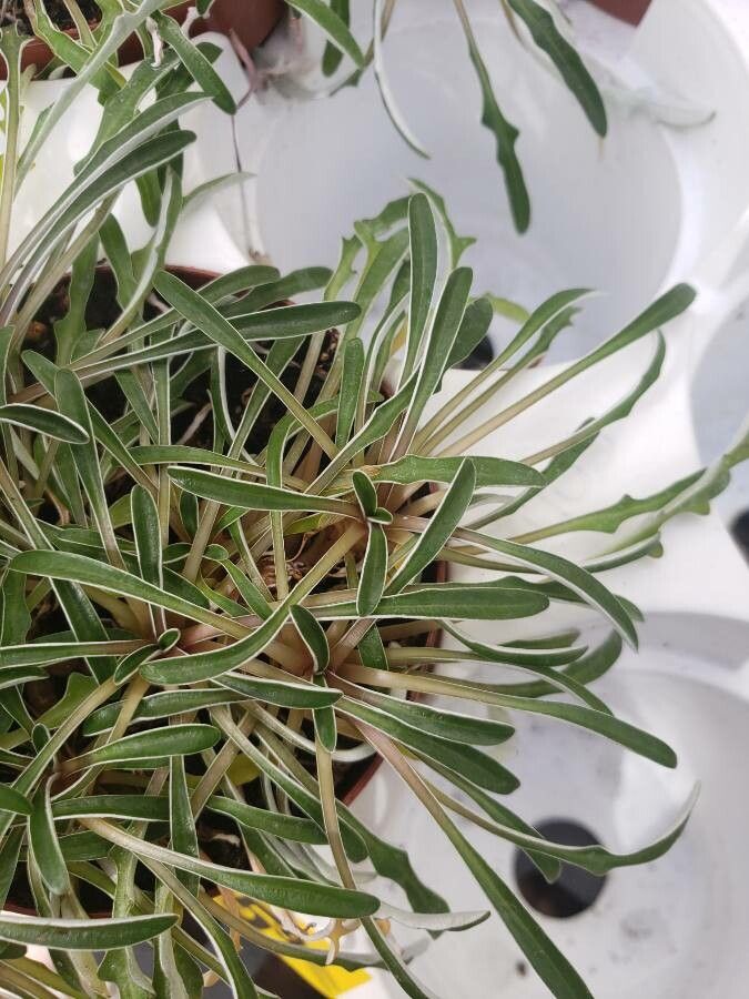 Dymondia margaretae leaf