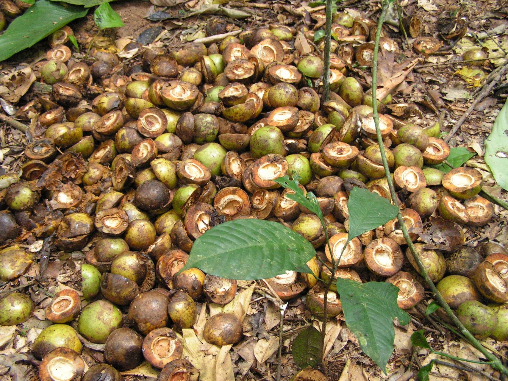 Irvingia tenuinucleata — houseplant care guide