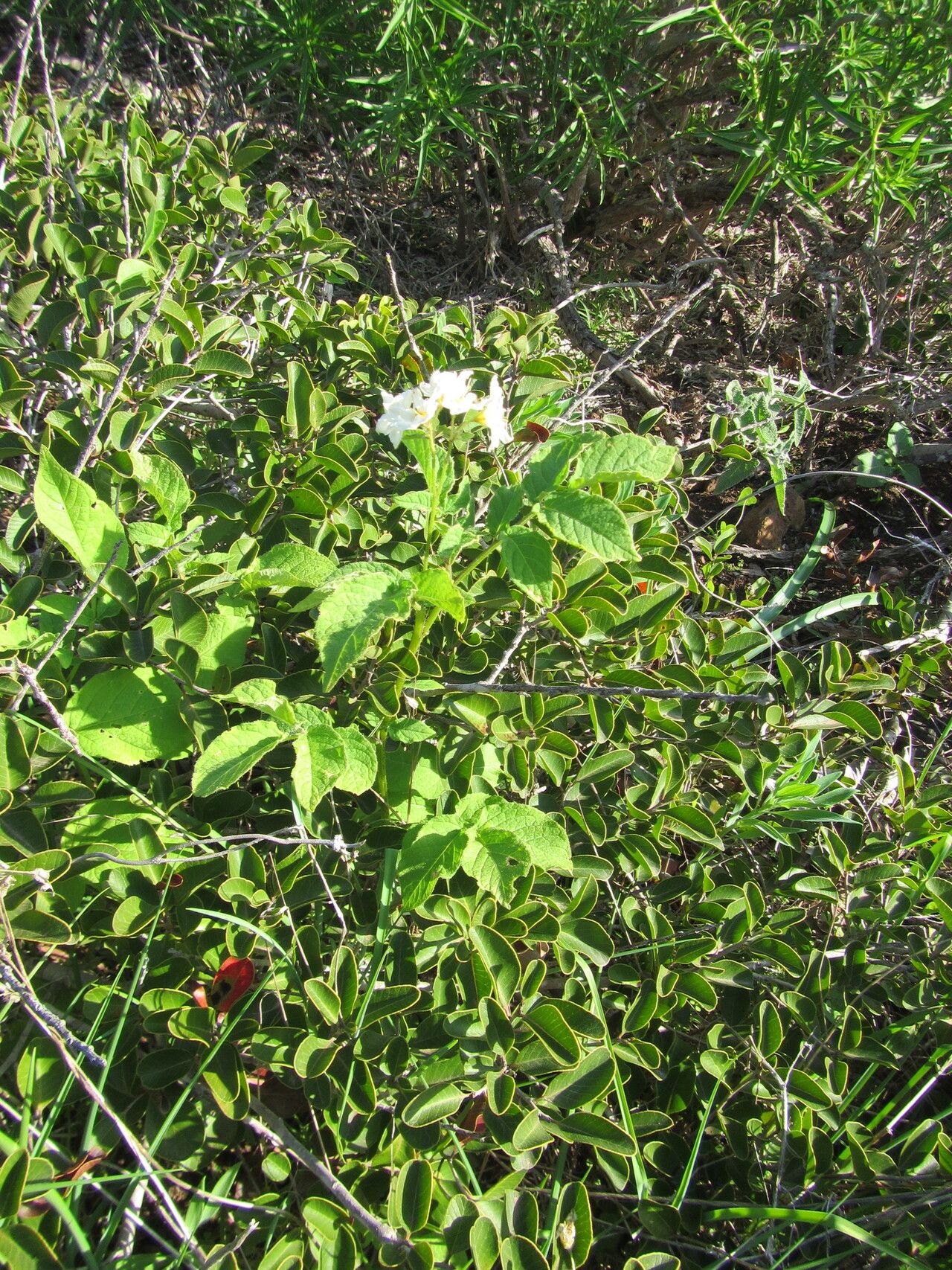 Solanum maglia habit