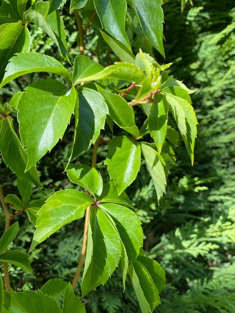 Parthenocissus inserta x Parthenocissus quinquefolia leaf
