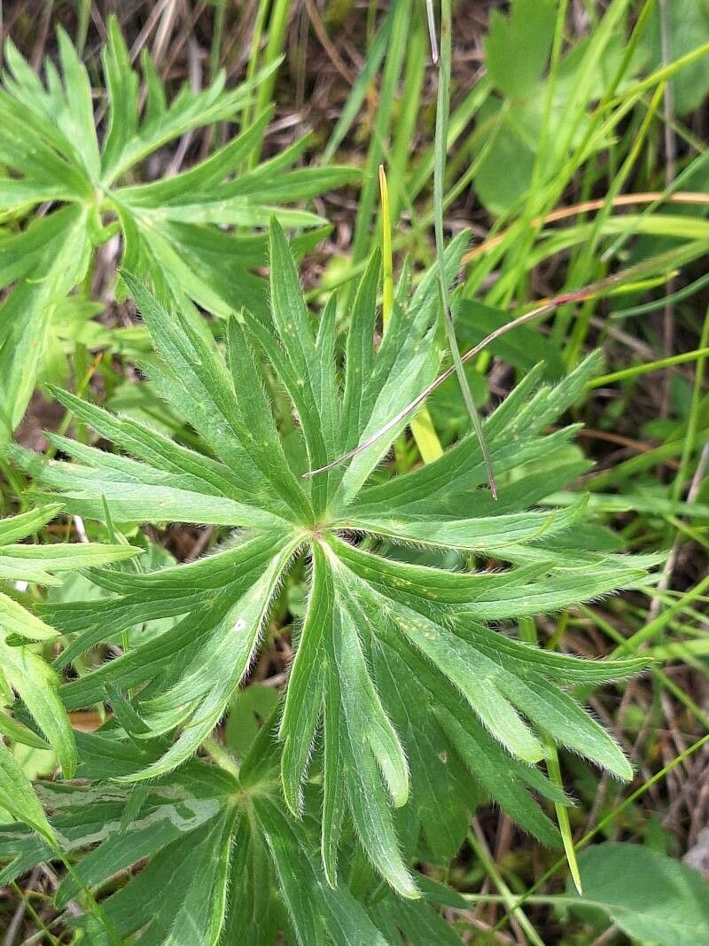 Anemonastrum narcissiflorum — search result for 'Narcissus'