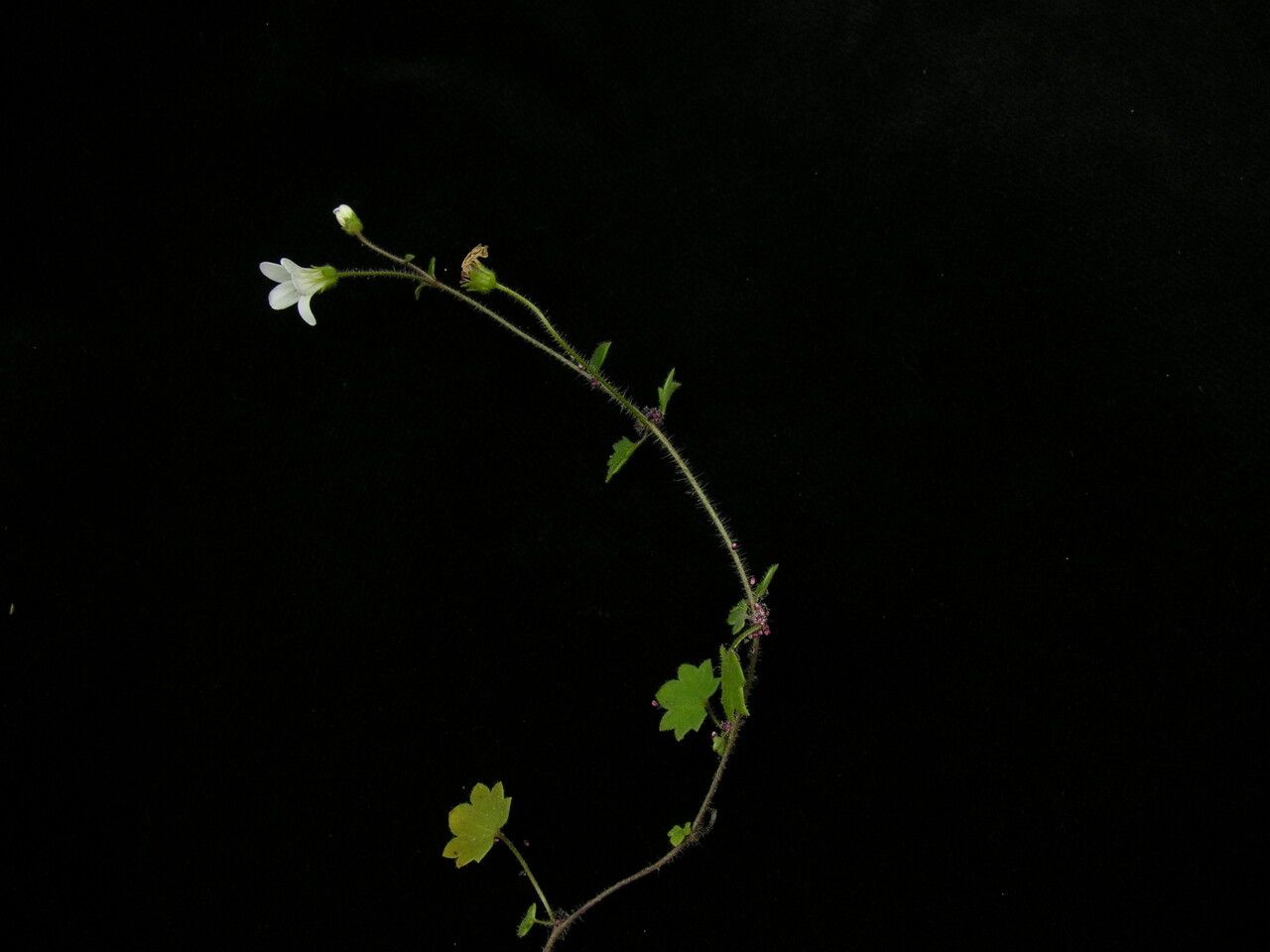 Saxifraga granulifera — houseplant care guide