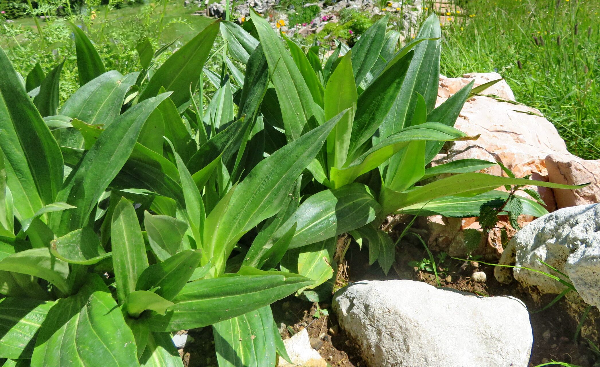 Gentianella crassicaulis habit