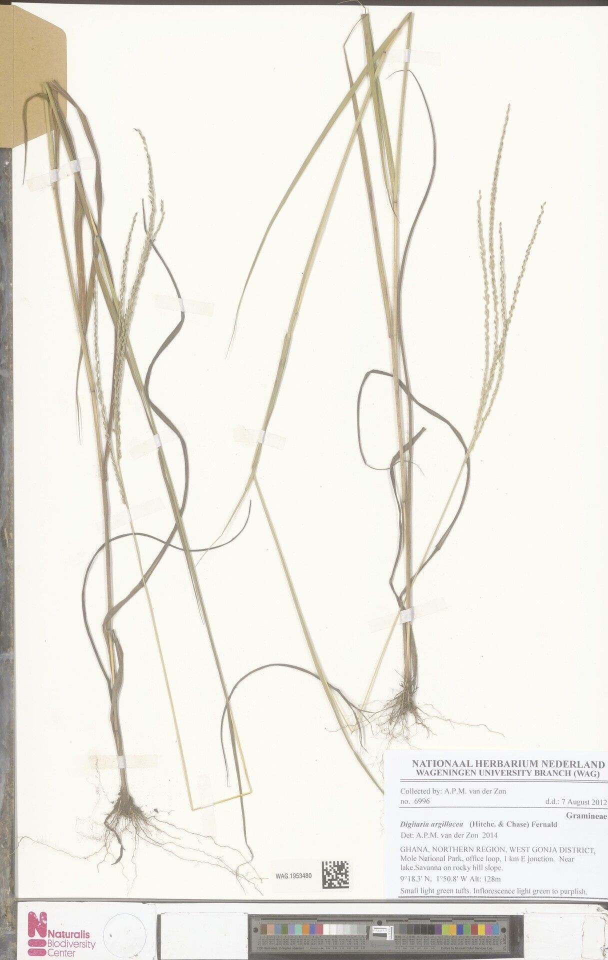 Digitaria argillacea — houseplant care guide