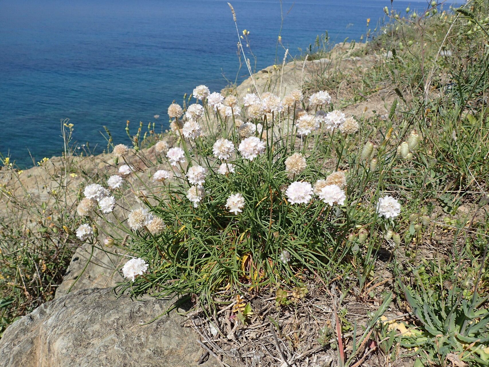 Armeria ruscinonensis habit