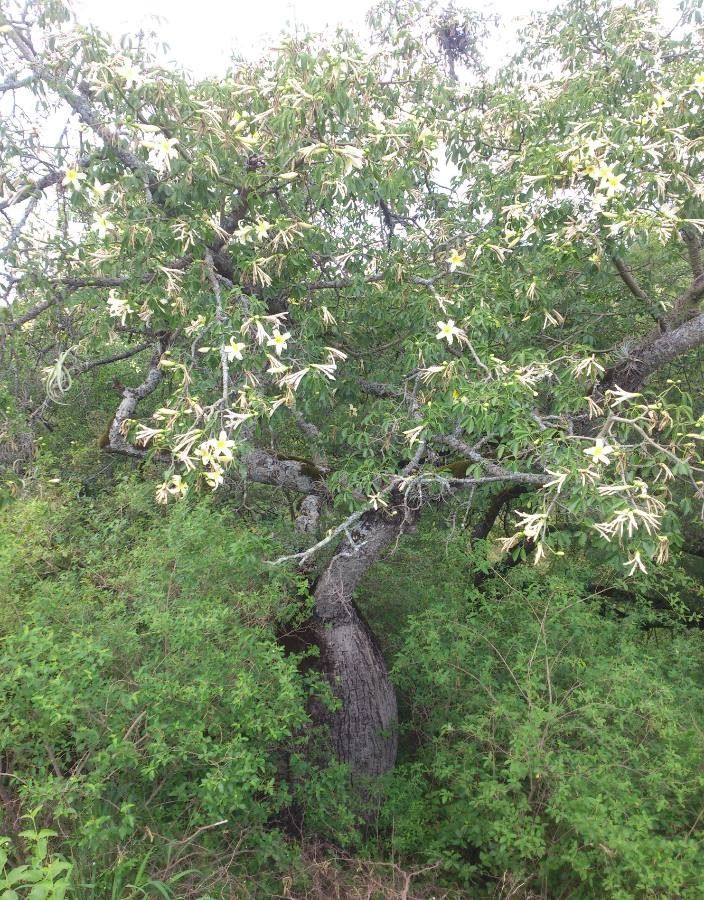Ceiba chodatii flower