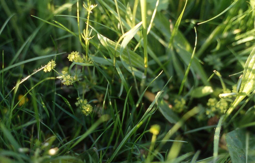Alchemilla filicaulis flower