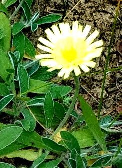 Pilosella hoppeana — search result for 'Pilosella'