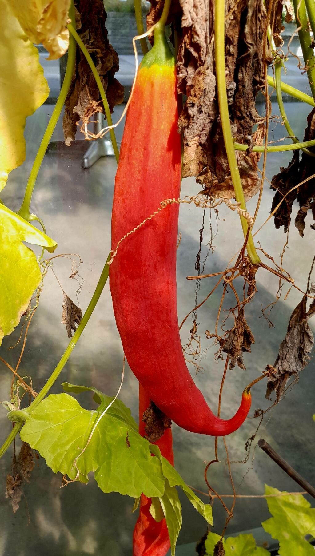 Trichosanthes cucumerina fruit