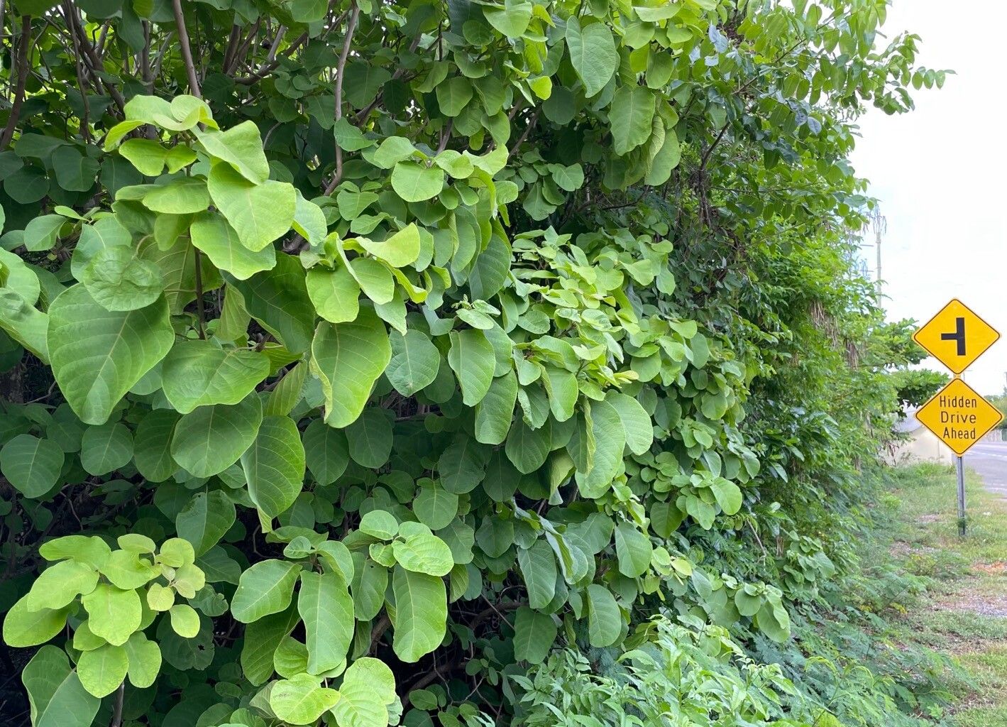 Pisonia margaretiae habit