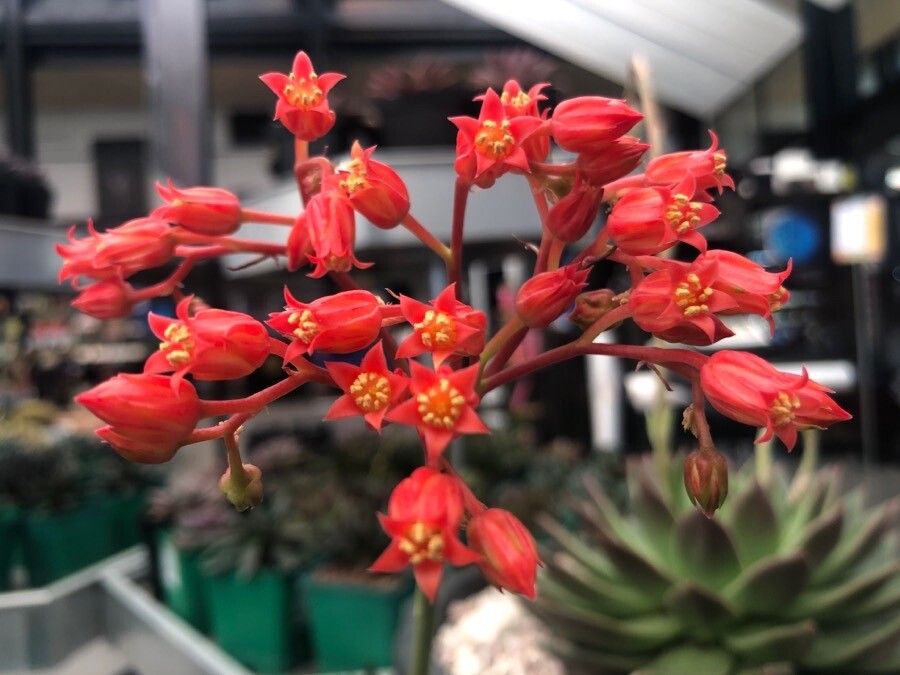 Echeveria affinis flower