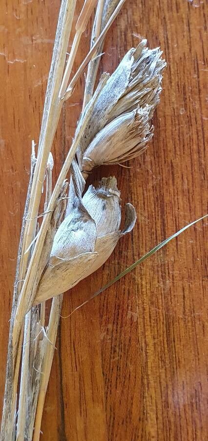 Hyparrhenia papillipes bark