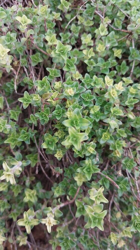 Thymus tiflisiensis — search result for 'Thymus'