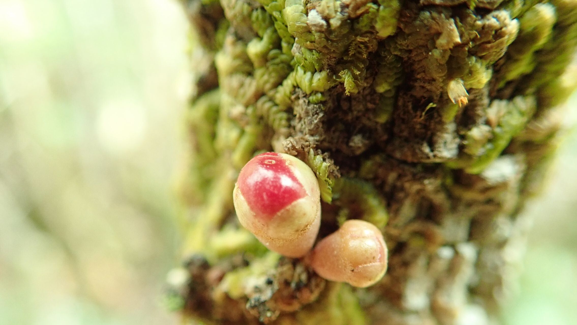 Eugenia hurlimannii fruit