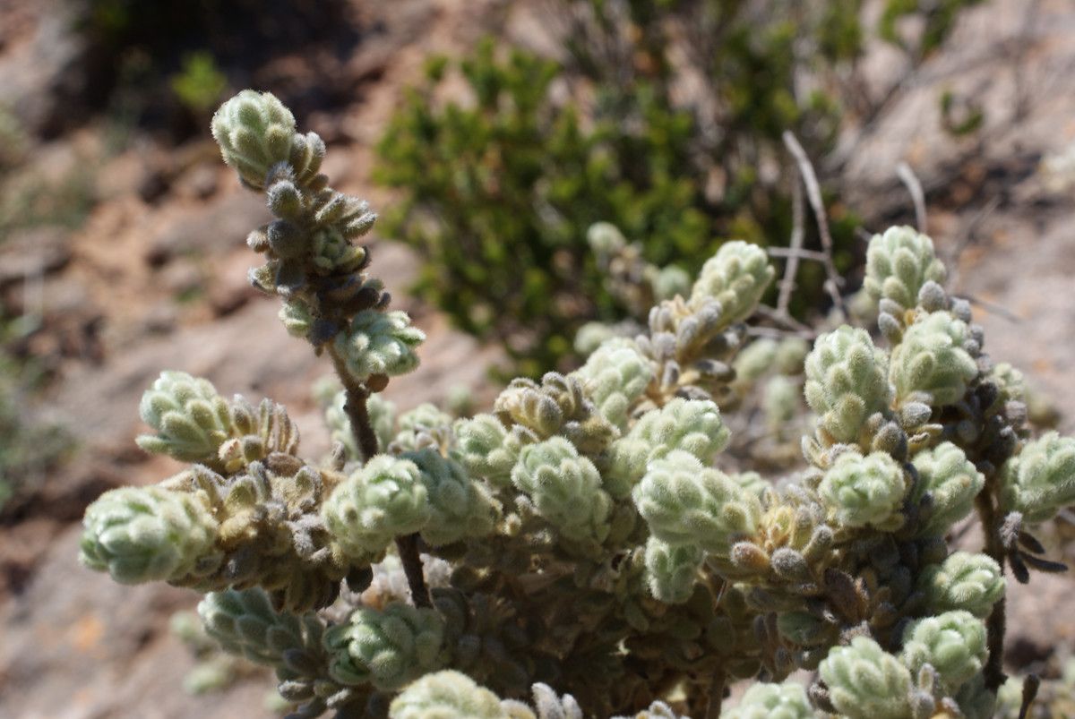 Thymelaea velutina leaf
